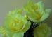 Rózsacsokor 7 virággal sárga
