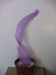 Kakasfarok toll 15 cm világos lila