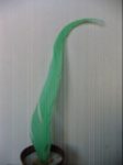 Kakasfarok toll 15 cm világos zöld