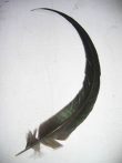 Kakasfarok toll 22-28 cm natúr