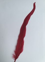 Kakasfarok toll 22-28  cm bordó