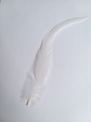 Kakasfarok toll 22-28  cm fehér
