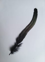 Kakasfarok toll 22-28  cm fekete