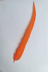 Kakasfarok toll 22-28  cm narancssárga