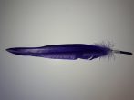 Lúdtoll 15-18 cm sötét lila színben