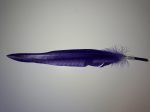 Lúdtoll 15-18 cm sötét lila színben
