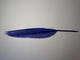 Lúdtoll 15-18 cm világos kék színben